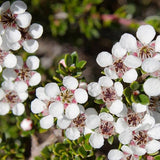 Woolly Tea Tree (Leptospermum lanigerum)