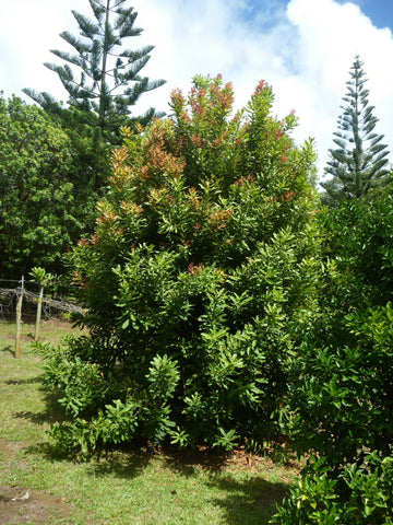 Macadamia (Macadamia integrifolia)