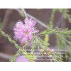 Thyme Honey Myrtle - Melaleuca thymifolia