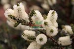 Scented Paperbark (Melaleuca squarrosa)