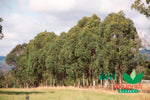 Mountain Grey Gum (Eucalyptus cypellocarpa)