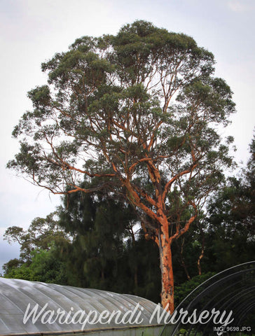 Grey Gum (Eucalyptus punctata)