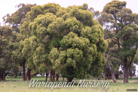 Narrow Leaf Peppermint (Eucalyptus radiata)