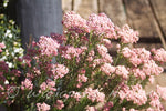 Rice Flower - Red (Ozothamnus diosmifolius 'Red Gingham')