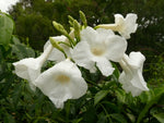 Pandorea 'Lady Di' (Pandorea jasminoides)