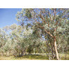Tumbledown Red Gum - Eucalyptus dealbata