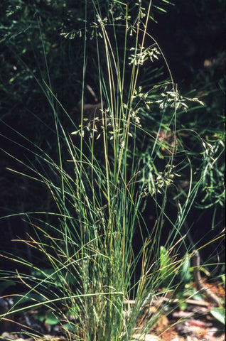 Snow Grass (Poa sieberiana)