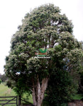 Prickly Paperbark (Melaleuca styphelioides)