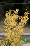 Red Stemmed Wattle (Acacia rubida)