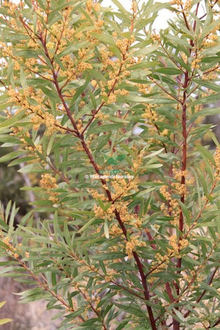 Red Stemmed Wattle (Acacia rubida)