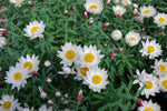 Paper Daisy (Rhodanthe anthemoides)