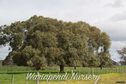 Ribbon Gum (Eucalyptus viminalis)