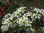 River Tea Tree (Leptospermum obovatum)