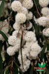 River Peppermint - River White Gum (Eucalyptus elata)