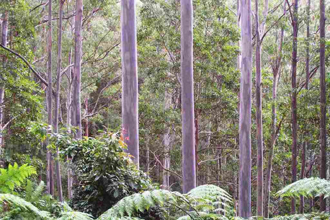 Sydney Blue Gum (Eucalyptus saligna)