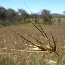 Kangaroo Grass (Themeda trianda syn. australis)