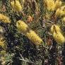 Alpine Bottlebrush - Callistemon pityoides