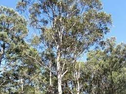 Blue-leaved Stringybark - Eucalyptus agglomerata