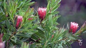 Protea Cultivar