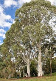 Red Spotted Gum - Eucalyptus mannifera s. mannifera