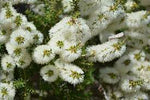 Bracelet Honey Myrtle - Melaleuca armillaris