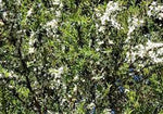 Leptospermum juniperinum - Prickly Tea-tree