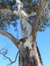 Parramatta Red Gum - Eucalyptus parramattensis