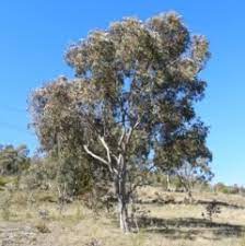 Blakely's Red Gum - Eucalyptus blakelyi