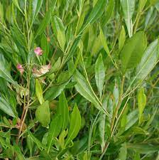 Native Hop Bush - Dodonaea viscosa green
