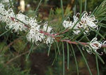 Silky Hakea - Hakea sericea