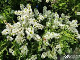 River Tea Tree or White Cloud Tree - Melaleuca bracteata