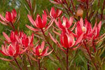 Leucadendron Safari Sunset