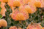 Leucospermum cultivar