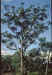 Red Bloodwood - Corymbia gummifera