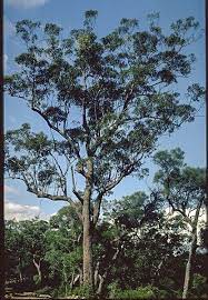 Red Bloodwood - Corymbia gummifera