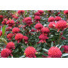 Waratah  (Telopea 'Braidwood Brilliant')