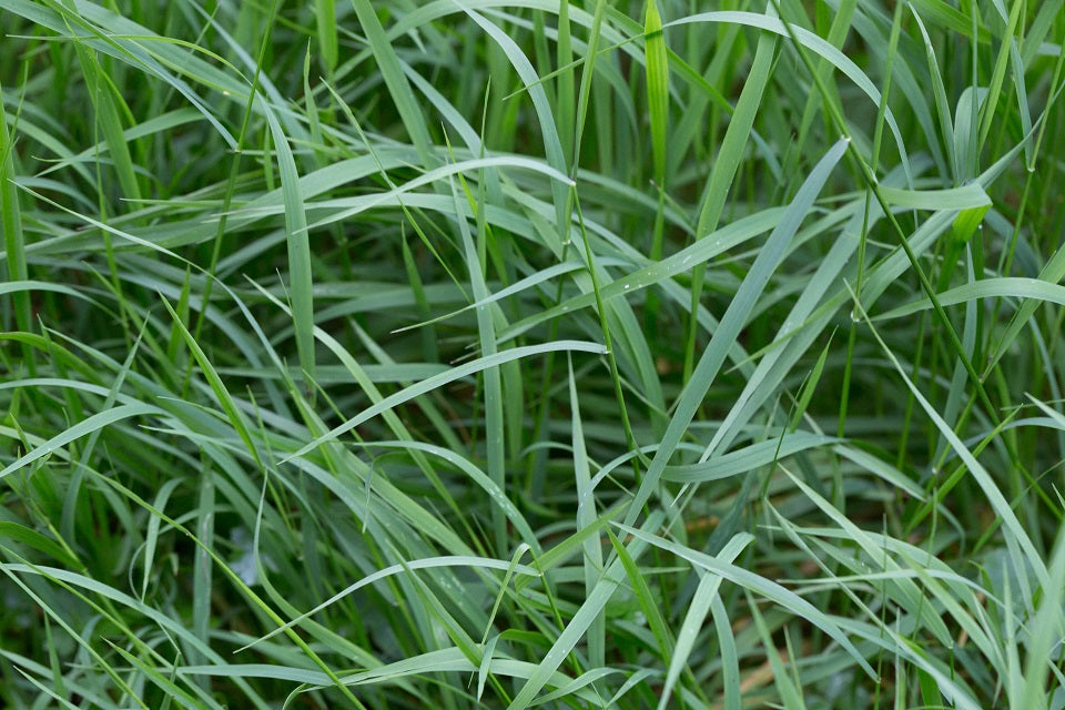 Weeping Grass (Microleana stipioides) – Wariapendi Native Nursery