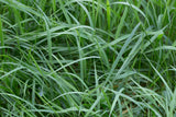 Weeping Grass (Microleana stipioides)