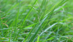 Weeping Grass (Microleana stipioides)