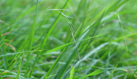 Weeping Grass (Microleana stipioides)