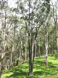 White Topped Box (Eucalyptus quadrangulata)