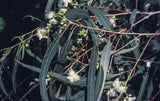 White Topped Box (Eucalyptus quadrangulata)