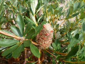 Marsh Banksia - Banksia paludosa 'Little Pal'