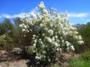 Sweet Bursaria - Bursaria spinosa