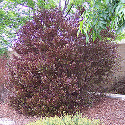 Hop Bush - Dodonea viscose purpurea