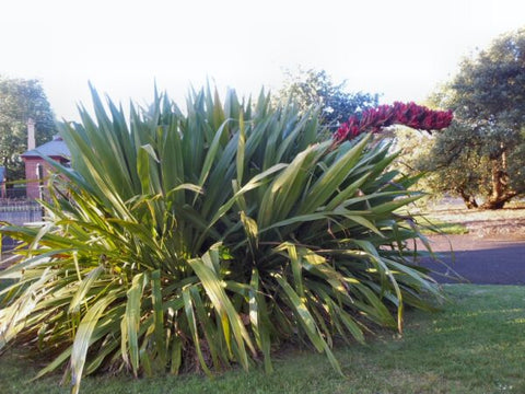 Doryanthes excelsa