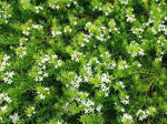 Creeping Boobialla - Myoporum parvifolium 'Fine Leaf Form' - White