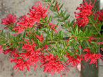 Juniper Grevillea - Grevillea juniperina Red