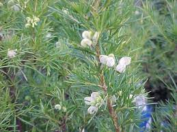 Yellow Rosemary Grevillea - Grevillea rosmarinifolia Lutea