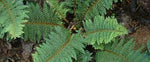 Mothersheild Fern - Polystichum proliferum